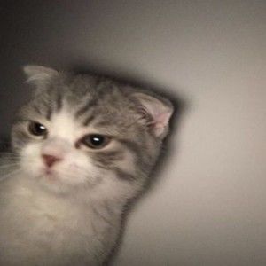 Meet your Posher, Joseph